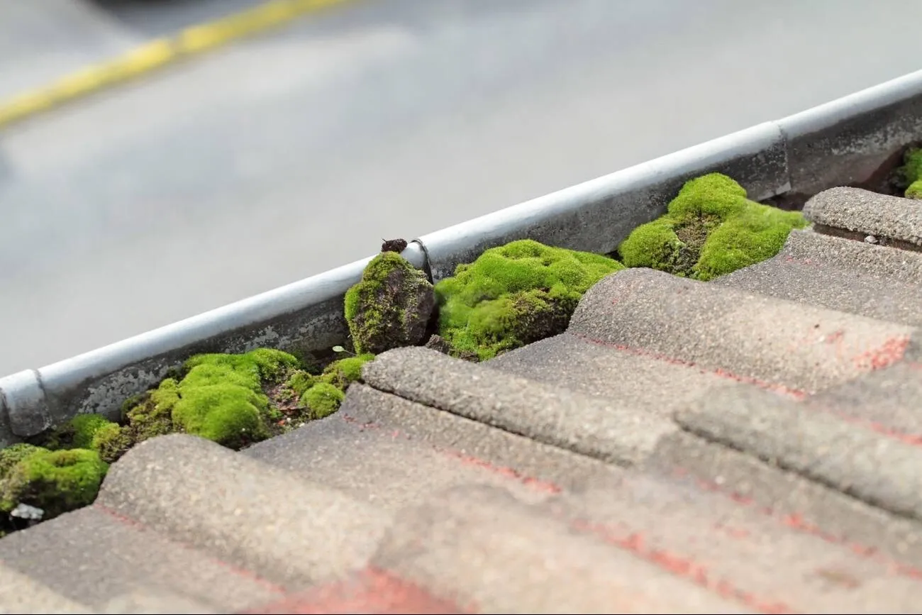 polluted drip rail with moss polluted drip rail with moss